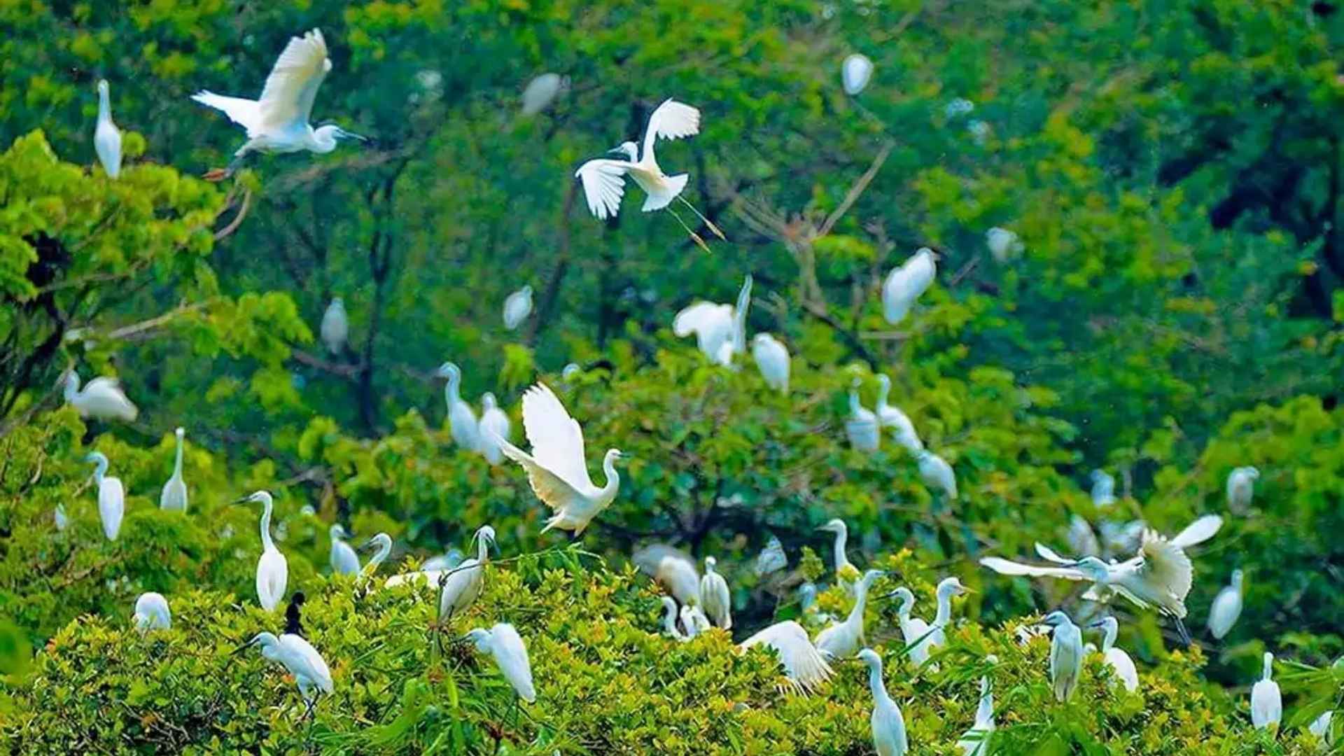 Capture the vibrant beauty of Ben Tre in dry season